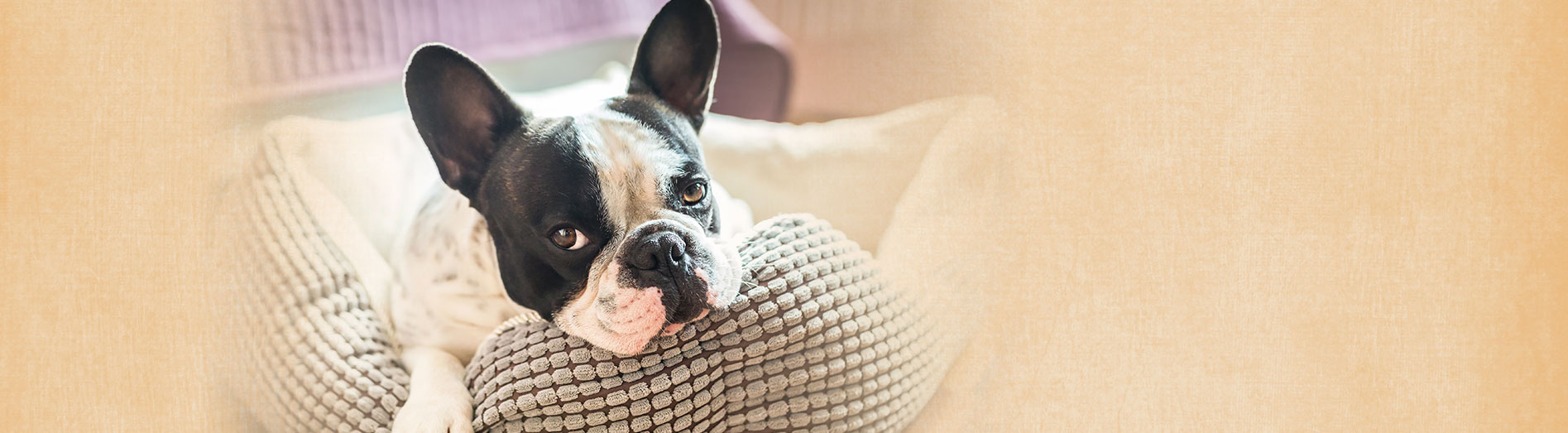 Pet Lodge Doggie Day Care and Dog Boarding